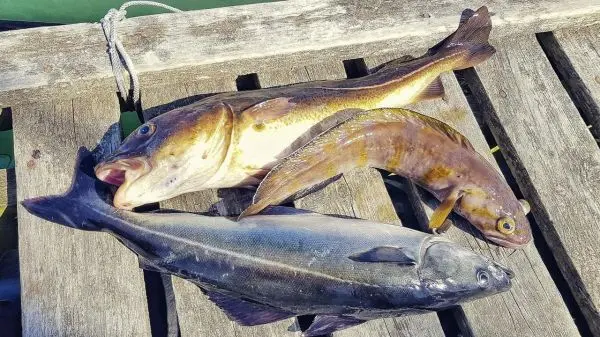 Drei gefangene Fische liegen auf einem Holzsteg