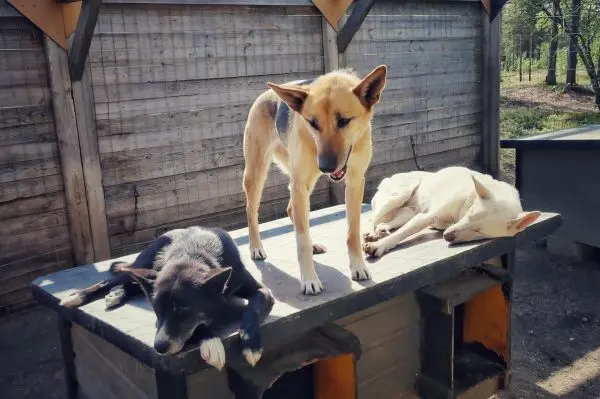 Drei Hunde liegen und stehen auf einer Holzplattform in einem Gehege