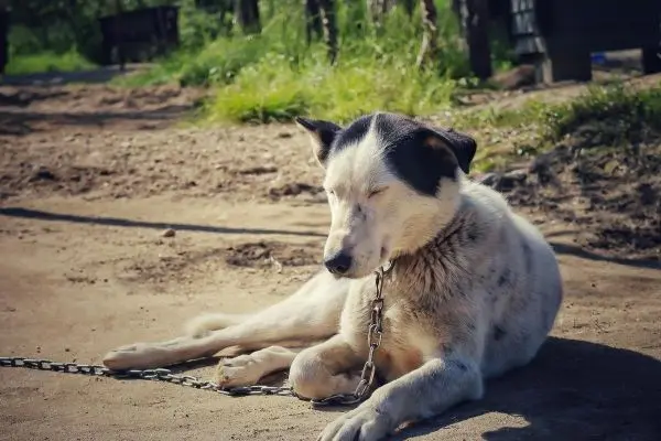 Ein Hund liegt entspannt auf dem Boden, an einer Kette befestigt
