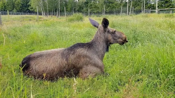 Elch liegt im hohen Gras und schaut nach rechts