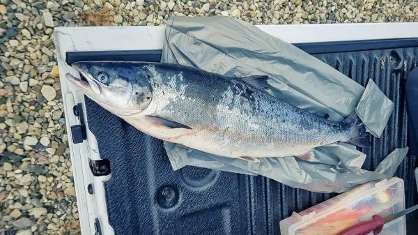 Fisch liegt auf einer Plane in einem Fahrzeug