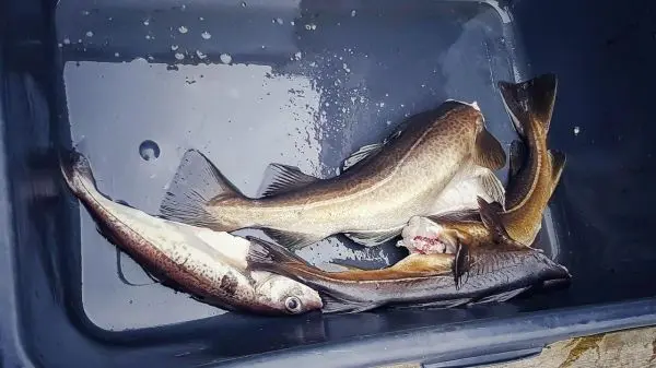 Fische liegen in einer Kunststoffbox mit Wasser
