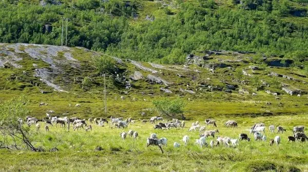 Gruppe von Rentieren weidet auf einer grünen Wiese mit Felsen im Hintergrund