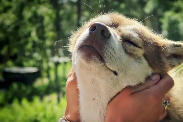 Hände streicheln einen Hund in einer grünen Umgebung