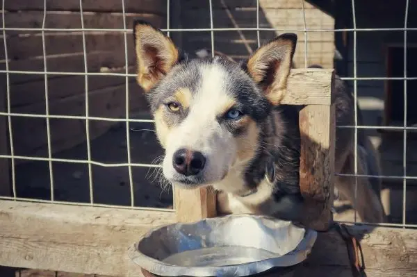 Hund schaut durch einen Holzrahmen auf eine Schüssel mit Wasser