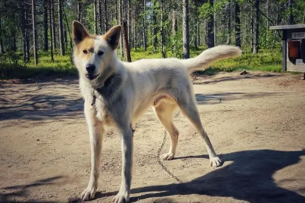 Hund steht auf einem Weg zwischen Bäumen