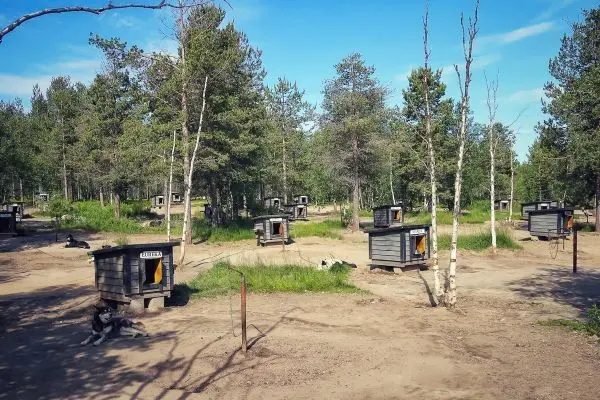 Hundehäuser stehen in einem bewaldeten Bereich mit Gras und Sandboden