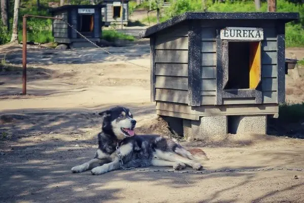 Husky liegt entspannt an einer Hundehütte mit der Aufschrift „Eureka“