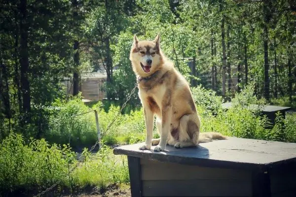 Husky sitzt auf einer Holzkonstruktion im Freien, umgeben von Pflanzen