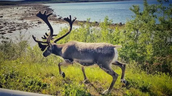 Reh mit Geweih läuft entlang einer grünen Uferlandschaft am Wasser