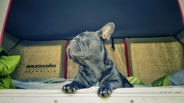 Schwarzer Hund liegt auf einer Liege in einem Zelt und schaut nach draußen