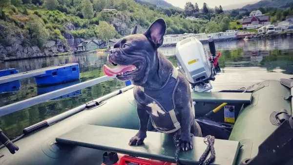 Schwarzer Hund sitzt auf einem Boot und schaut lächelnd nach vorne
