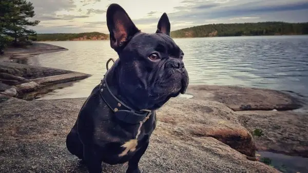Schwarzer Hund sitzt auf einem Felsen am Wasser