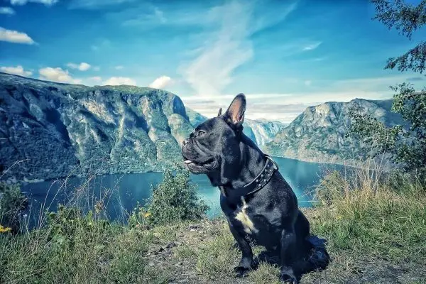 Schwarzer Hund sitzt auf einem Hügel mit Blick auf einen Fjord und Berge