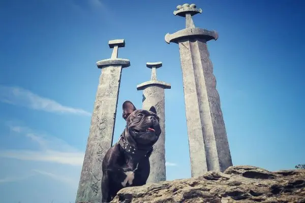 Schwarzer Hund sitzt vor drei großen, aufrechten Schwertskulpturen