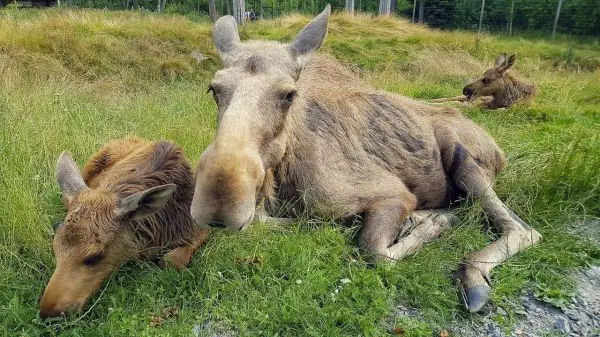 Zwei Elche liegen im Gras, ein Jungtier ruht neben einem ausgewachsenen Tier