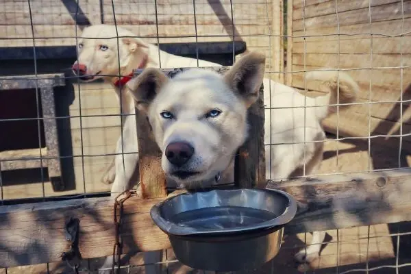 Zwei Hunde in einem Gehege, einer mit Kopf durch eine Öffnung und Wassernapf
