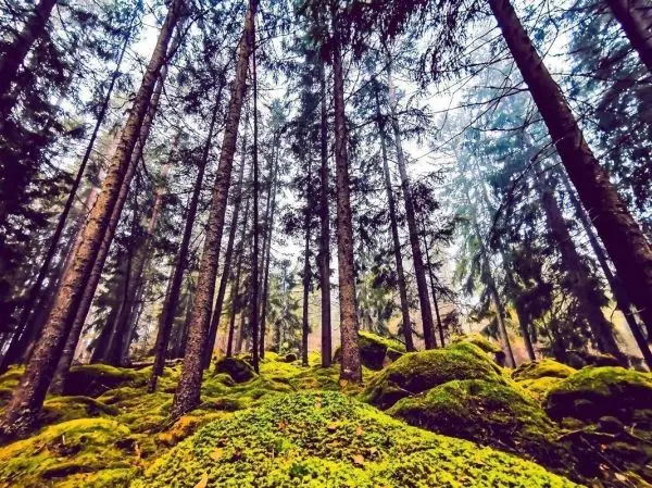 Blick auf hohe Bäume und moosbedeckte Erde im Wald