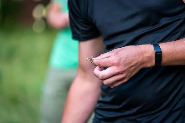 Hand hält eine kleine Pflanze oder ein Insekt in der Natur