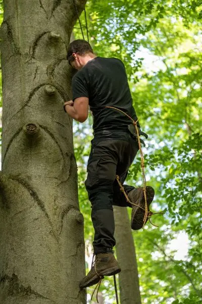 Seiltechnik wird angewendet, um einen Baum zu erklimmen