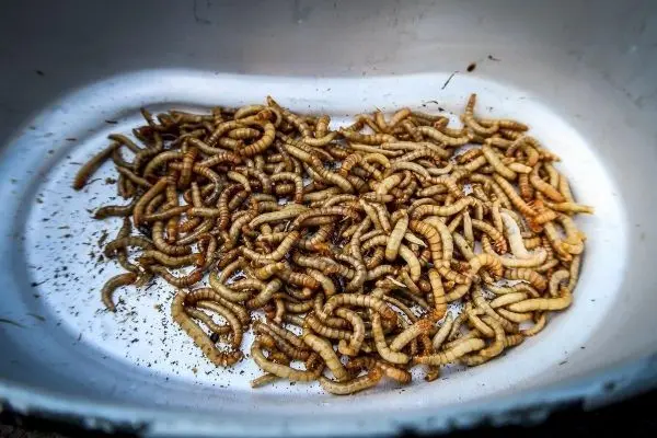 Getrocknete Insektenlarven in einer weißen Schale