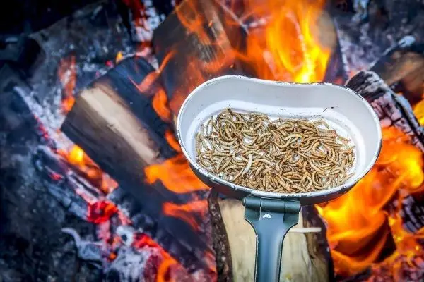 Kessel mit Insekten über offenem Feuer zum Garen erhitzt