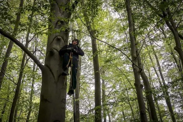 Kletterer nutzt Seiltechnik, um einen Baumstamm zu erklimmen