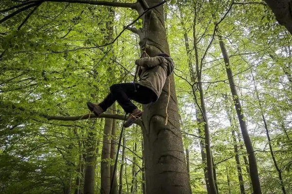 Person klettert an einem Baum hoch