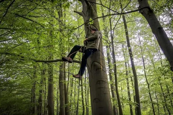 Person klettert an einem Baum mit Seil hoch