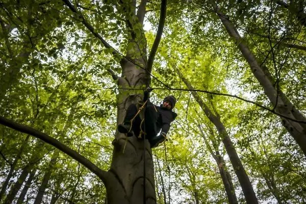 Person klettert auf einen Baum im Wald