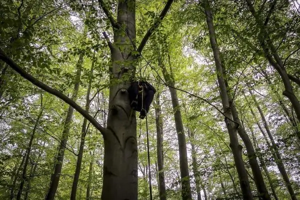 Seilbrücke zwischen Baumstämmen in einem dichten Wald