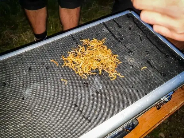 Getrocknete Insekten liegen auf einem Grillrost
