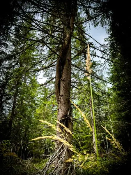 Baum steht zwischen hohen Tannen und Gräsern im Wald