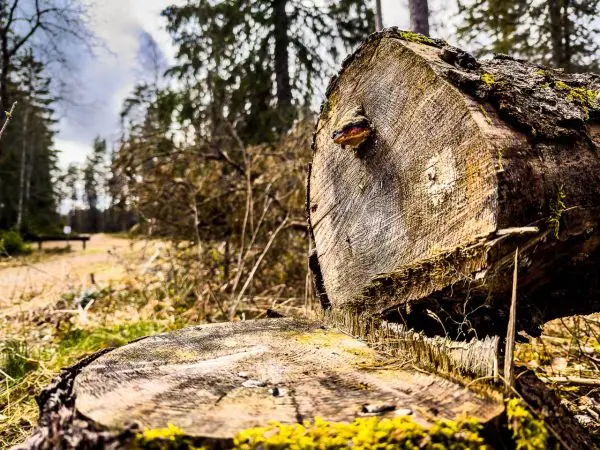 Baumstumpf mit Moos und Schnittfläche im Vordergrund, Wald im Hintergrund