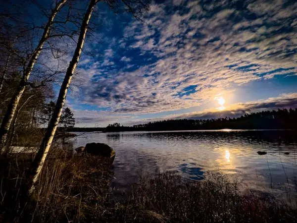 Birkenbäume stehen am Ufer eines ruhigen Gewässers unter einem bewölkten Himmel