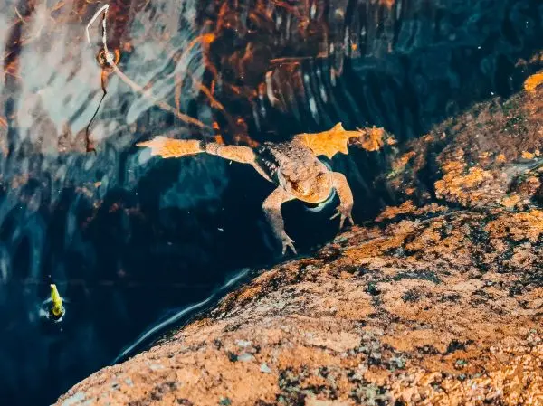 Frosch springt von einem Stein ins Wasser