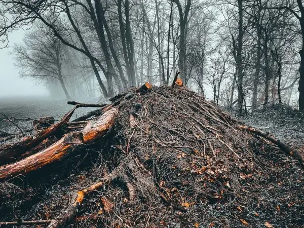 Holzhaufen aus Ästen und Zweigen im nebligen Wald