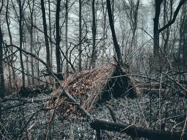 Laubhütte aus Ästen und Blättern in bewaldeter Umgebung