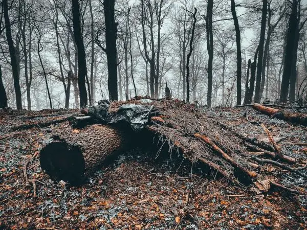 Umgestürzter Baumstamm mit Ästen und einer Plane im Wald