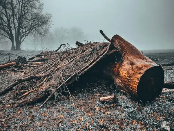 Umgestürzter Baumstamm mit Ästen und Laub im nebligen Gelände