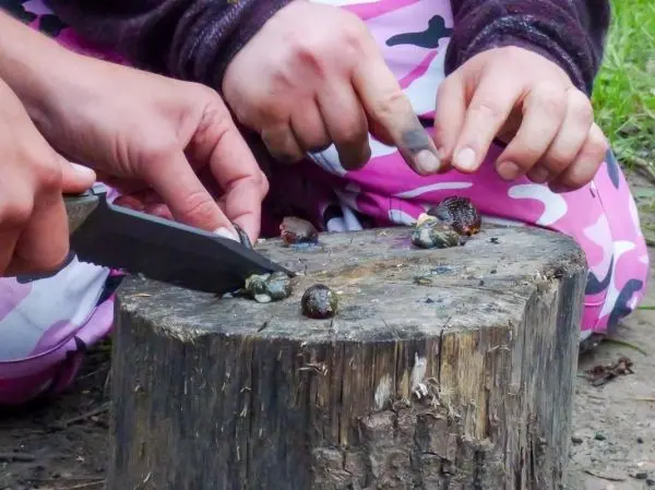 Messer schneidet Muscheln auf einem Baumstumpf