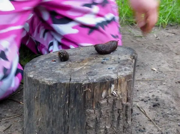 Zwei Nüsse liegen auf einem Holzscheit im Sand