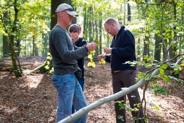 Drei Personen untersuchen Pflanzenmaterial im Wald
