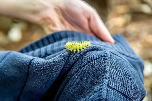 Grüne Raupe krabbelt über einen blauen Pullover