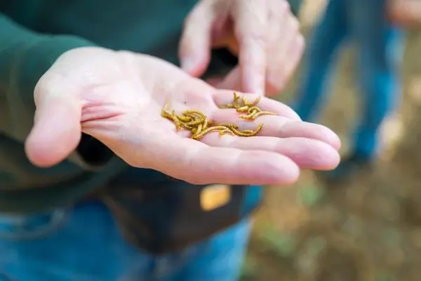 Hand hält mehrere essbare Insekten in der offenen Handfläche