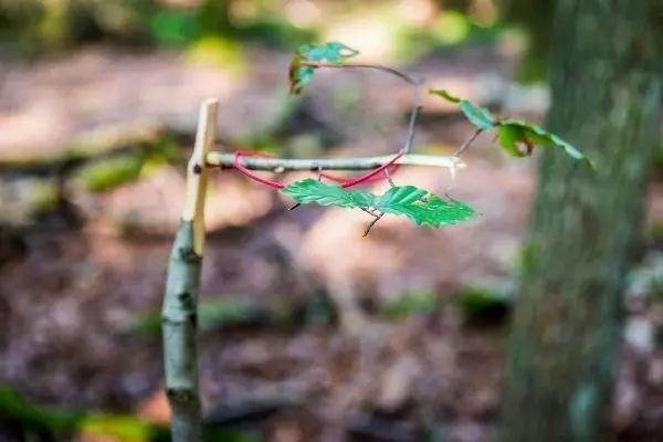 Selbstgebaute Halterung aus Ästen mit Blättern und Schnur