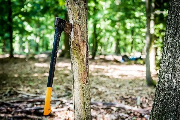 Axt steckt in einem Baumstamm im Wald