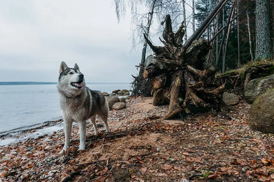 Hund wildnis
