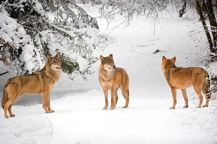 Verhalten bei wolfsbegegnungen
