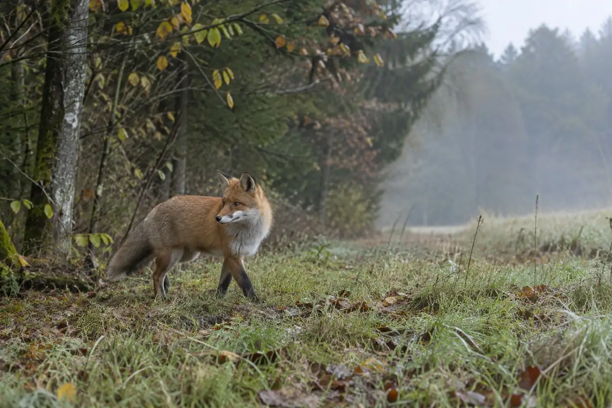 Rotfuchs am Rand eines mitteleuropäischen Mischwaldes